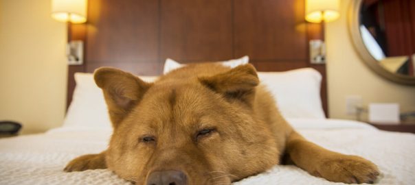 Help Your Dog Become a Better Hotel Guest