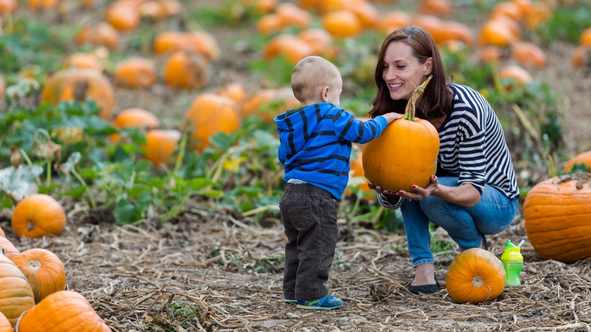 Pumpkin Patches You Need To Visit With Your Family