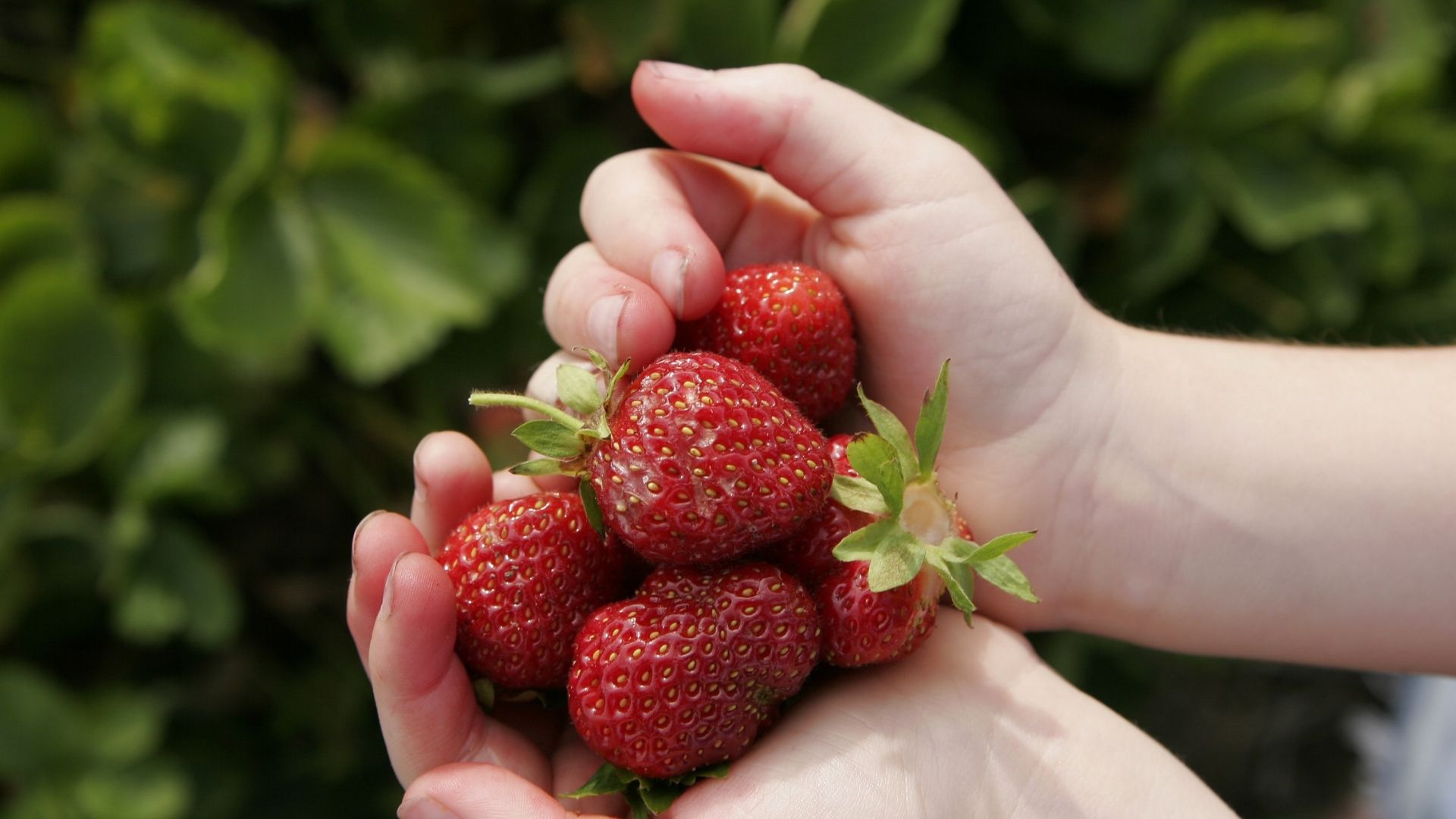 Berry Picking In Sudbury